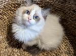 TICA Bicolor Ragdoll Kitten female 2 - Ragdoll Kitten For Sale - Saint Joseph, MO, US