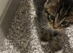 Bergquist - American Longhair Kitten For Adoption - Muskegon, MI, US