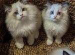 TICA Bicolor Ragdoll Kitten Males - Ragdoll Kitten For Sale - Saint Joseph, MO, US