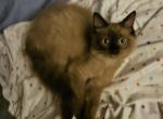 Seal mink gentleman - Ragdoll Kitten For Sale - 