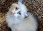 TICA Bicolor Ragdoll Kitten Male - Ragdoll Kitten For Adoption - Saint Joseph, MO, US