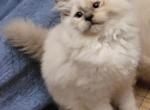 Blue eyed sweetie - Ragdoll Kitten For Sale - TN, US