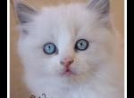 Wolfgang - Ragdoll Kitten For Sale - Shreve, OH, US