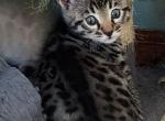 LB and Hello kittens - Bengal Kitten For Sale - Sweet Home, OR, US