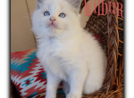 Wilbur - Ragdoll Kitten For Sale - 