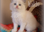 Waldo - Ragdoll Kitten For Sale - 