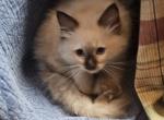 Handsome seal point - Ragdoll Kitten For Sale - TN, US