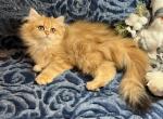 Princess - British Shorthair Kitten For Sale - Renton, WA, US