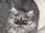 Silver doll face tabby Persian kitten - Persian Kitten For Sale - Hohenwald, TN, US