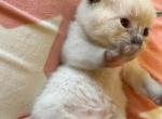 Aria - Siamese Kitten For Sale - 