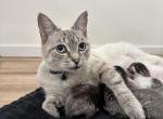 4 Kittens - Domestic Kitten For Sale - Westfield, MA, US