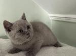 Riri - Scottish Straight Kitten For Sale - 