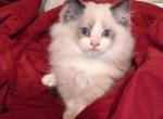 TICA Bicolor Ragdoll Kitten Male - Ragdoll Kitten For Sale - 