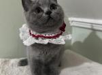 Maple - Scottish Straight Kitten For Sale - 