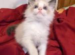 TICA Male Bicolor Ragdoll Kitten - Ragdoll Kitten For Sale - Bryan, TX, US