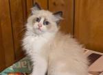 TICA Bicolor Ragdoll Kitten Male 2 - Ragdoll Kitten For Sale - Bryan, TX, US