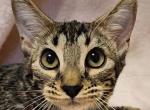 Brown Clouded Female Teal Collar - Bengal Kitten For Sale - Bradner, OH, US