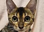 Brown Clouded Female Salmon Collar - Bengal Kitten For Sale - Bradner, OH, US