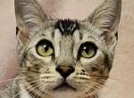 Silver Clouded Male Blue Collar - Bengal Kitten For Sale - Bradner, OH, US