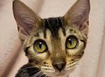 Brown Rosetted Female Red Collar - Bengal Kitten For Sale - Bradner, OH, US