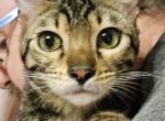 Midget Cool Brown Female White Collar - Bengal Kitten For Sale - Bradner, OH, US