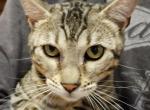 Artemis Silver Sepia Female Gray Collar - Bengal Kitten For Sale - Bradner, OH, US