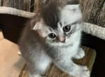 Schottish family - Scottish Fold Kitten For Adoption - Boca Raton, FL, US