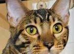 Sienna Brown Rosetted Female Orange Collar - Bengal Kitten For Sale - Bradner, OH, US