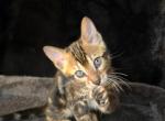 RARE Marbled Bengal Girl Bex - Bengal Kitten For Sale - Milwaukee, WI, US