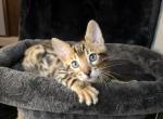 Rare Spotted Bengal Boy Basil - Bengal Kitten For Sale - Milwaukee, WI, US