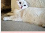 Dash - Scottish Fold Kitten For Sale - Bergenfield, NJ, US