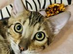 Brown Clouded Male Brown Collar - Bengal Kitten For Sale - Bradner, OH, US