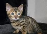 Rare Spotted Bengal Boy Blu - Bengal Kitten For Sale - Milwaukee, WI, US