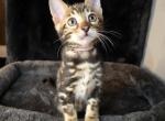 RARE Marbled Bengal Girl Bella - Bengal Kitten For Sale - Milwaukee, WI, US