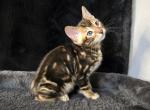 RARE Marbled Bengal Girl Barb - Bengal Kitten For Sale - Milwaukee, WI, US