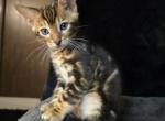 Barb Rare Marbled - Bengal Kitten For Sale - Chicago, IL, US