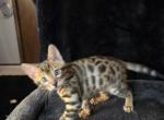 Basil Rare Light Spotted - Bengal Kitten For Sale - Chicago, IL, US