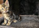 Bella Rare Marbled - Bengal Kitten For Sale - Chicago, IL, US