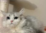 Little boy - Nebelung Kitten For Sale - Rancho Cucamonga, CA, US