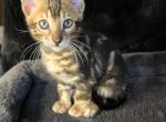 Bex Rare Marbled - Bengal Kitten For Sale - Chicago, IL, US