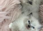 Ragdolls - Ragdoll Kitten For Sale - Barberton, OH, US