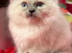 Ragdoll - Ragdoll Kitten For Sale - 