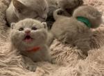 Gemma - British Shorthair Kitten For Sale - 