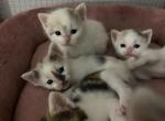 Babies - Domestic Kitten For Sale - Farmington, CT, US