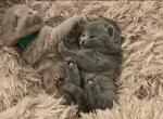 Tiffany - British Shorthair Kitten For Sale - 