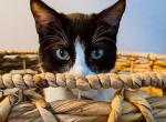 Wednesday - Domestic Kitten For Adoption - Fargo, ND, US