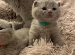 Indiana - British Shorthair Kitten For Sale - 