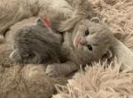 Xander - British Shorthair Kitten For Sale - 