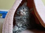 Males 2 - Maine Coon Kitten For Sale - Battle Creek, MI, US