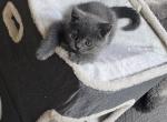 Lisa - Scottish Straight Kitten For Sale - 